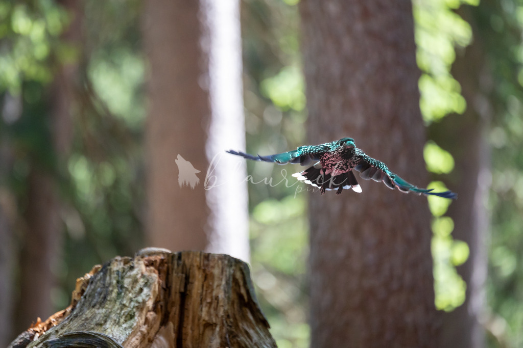 2J4A2010 | Sportbilder, Sportfotograf, Hochzeits- und Eventfotografin, Flugshows, Portraits und Tiershooting, Aviation, Downhill, Nationalleague, Swissleague, International