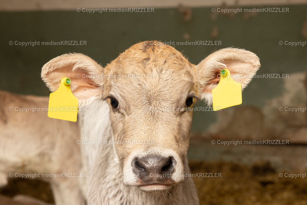 _J3A0448 | medienkrizzler - Realisiert mit Pictrs.com