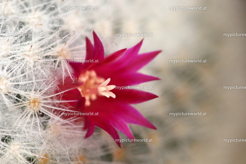 Mammillaria microhelia-001 | Das Bilderarchiv über Tiere, Planzen und Landschaften. In der Bilddatenbank finden Sie ein große Auswahl an hochwertigen Bilder für Ihre Werbung - Realisiert mit Pictrs.com