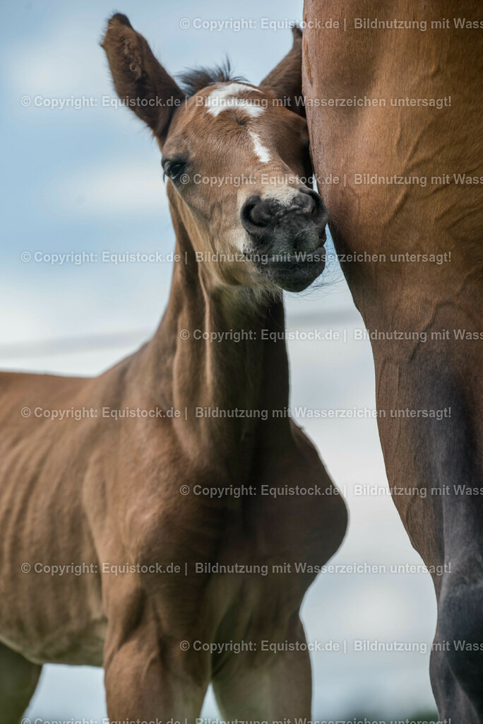 20150529_Fohlen_0028 | equistock