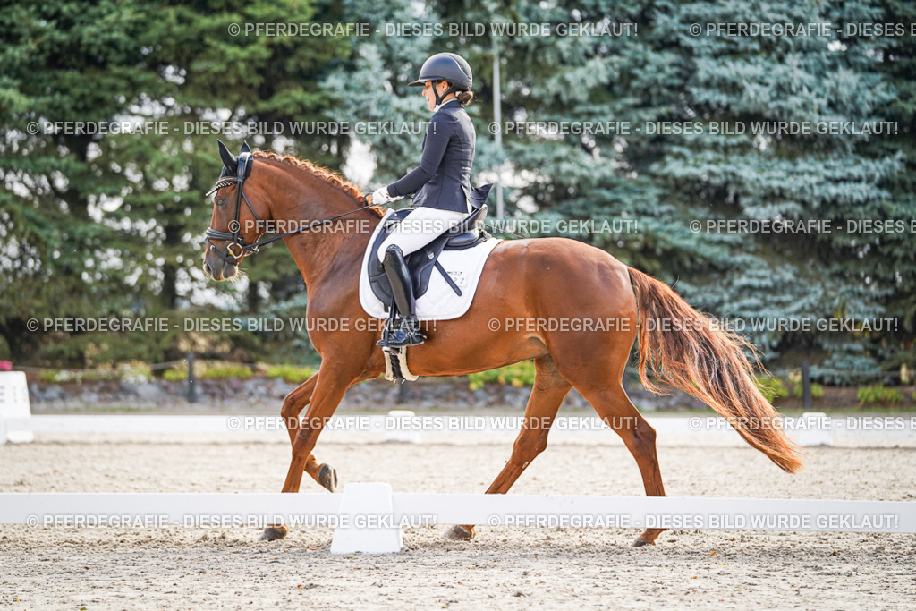 DSC00728 | Pferdegrafie