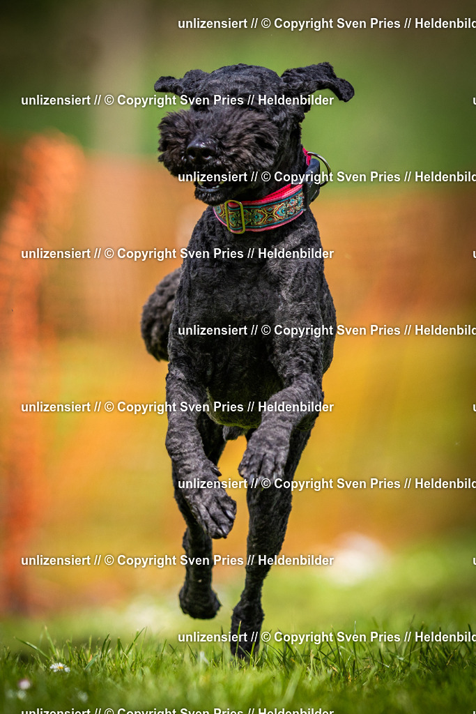 Sven Pries | 2025-04-13 - Hunderennen Baden-Baden - Realisiert mit Pictrs.com