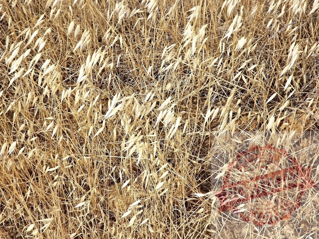 Dry golden grass field texture background pattern | Dry golden grass creating natural texture and pattern on arid ground - Realisiert mit Pictrs.com