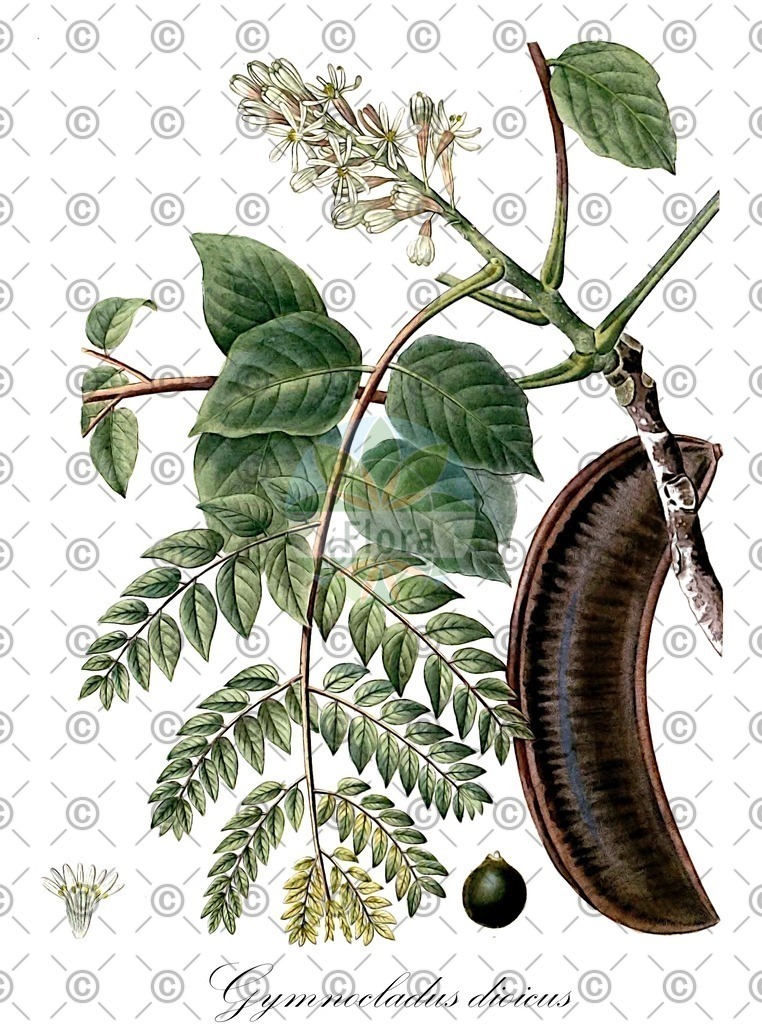 HistAbb_wfo-0000083326_1_ENZY_Simple | Historische Abbildung von Gymnocladus dioicus - Fabaceae (Kanadischer Geweihbaum) | Historical Illustration of Gymnocladus dioicus - Fabaceae