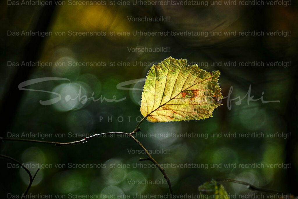 Wandbild Blatt und Bokeh | People- und Tierfotografie, Imageaufnahmen, Veranstaltungsfotografie und Wandbilder aus der Natur ★ Made in Germany ✔️ Druck + Downloads ✔️ Naturfotografie in Top Qualität ★ schneller Versand, weltweite Lieferung! - Realisiert mit Pictrs.com