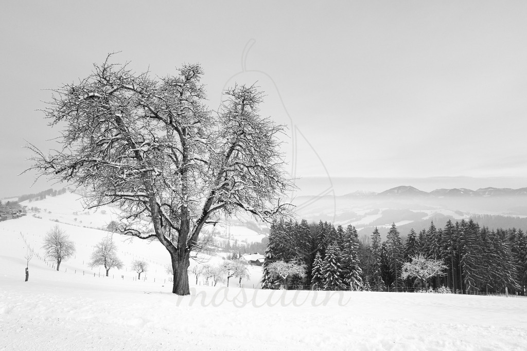 Mostviertel Schwarz Weiß | Ihre Fotografin im Lungau, ihre Fotografin im Mostviertel, Wandbilder Onlineshop, Imagefotos für Ihr Unternehmen,  - Realisiert mit Pictrs.com