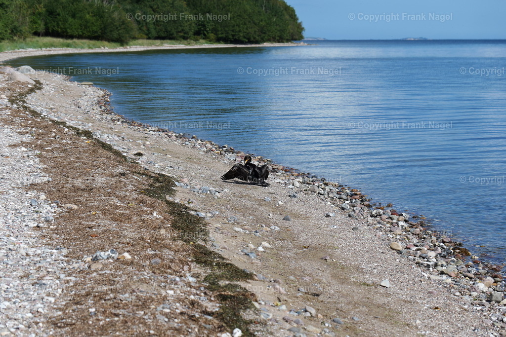 Kormoran am Strand  | Kormoran sitzt am Strand auf der Halbinsel Zudar und trocknet seine Flügel. - Realisiert mit Pictrs.com
