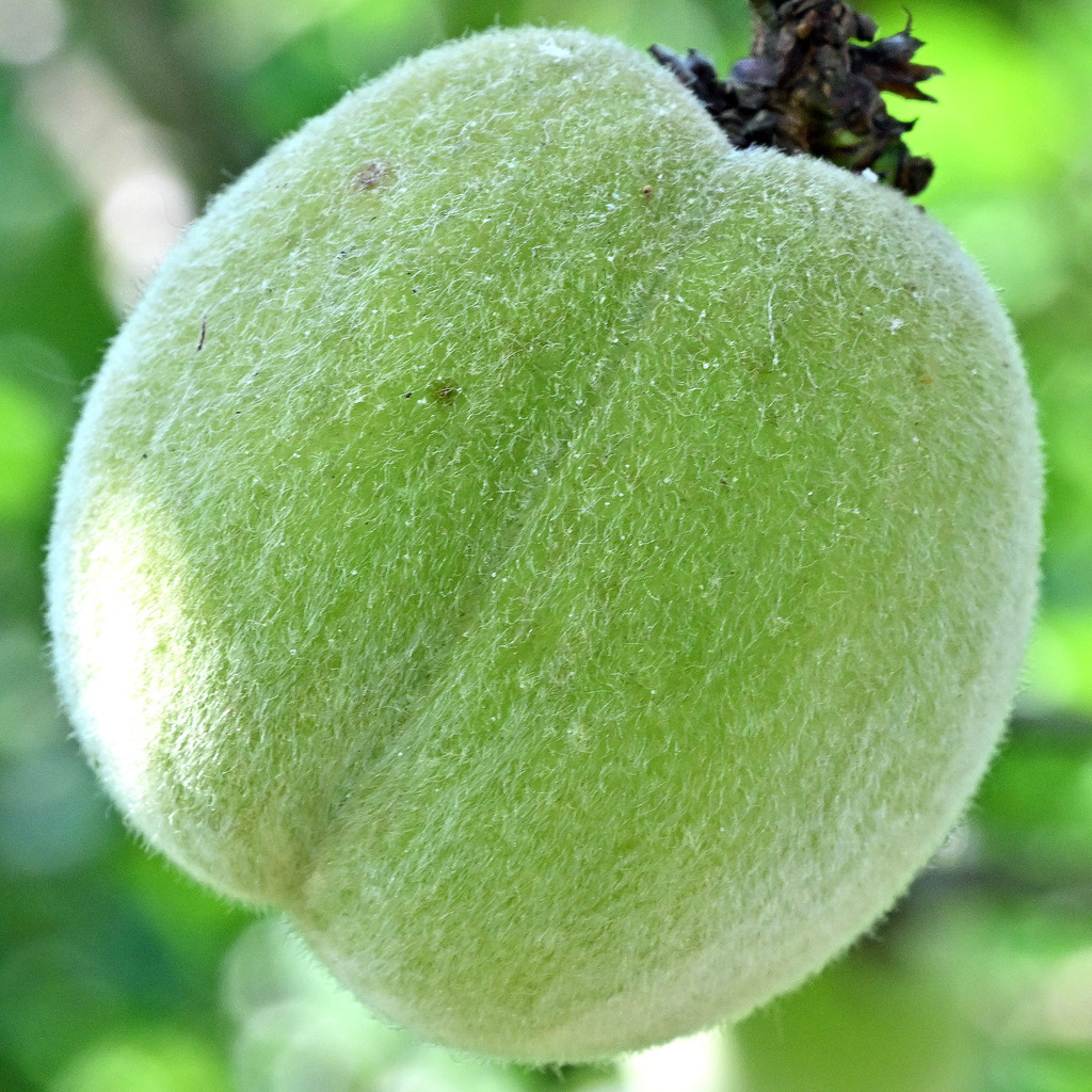 Pfirsich01q | lucisnaturbilder - Realisiert mit Pictrs.com