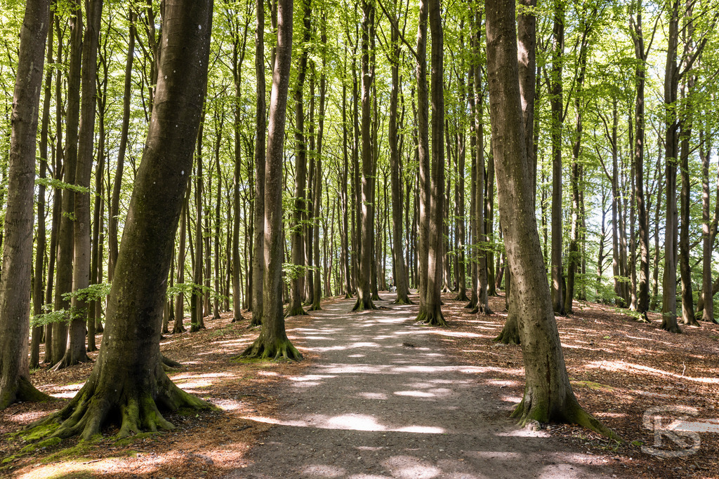 Buchenwald im Nationalpark Jasmund – Rügen Naturfotografie | Majestätischer Buchenwald im Nationalpark Jasmund auf Rügen. Sonnenlicht durchflutet das dichte Kronendach der alten Buchen. UNESCO-Weltnaturerbe. Naturfotografie Deutschland. - Realisiert mit Pictrs.com