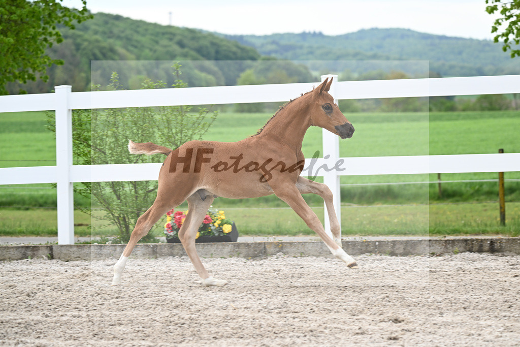 Kat-Nr. 2 HF Diamant de Semilly x Cascadello I_Eberhardt_23260026 | hf-fotografie - Realisiert mit Pictrs.com