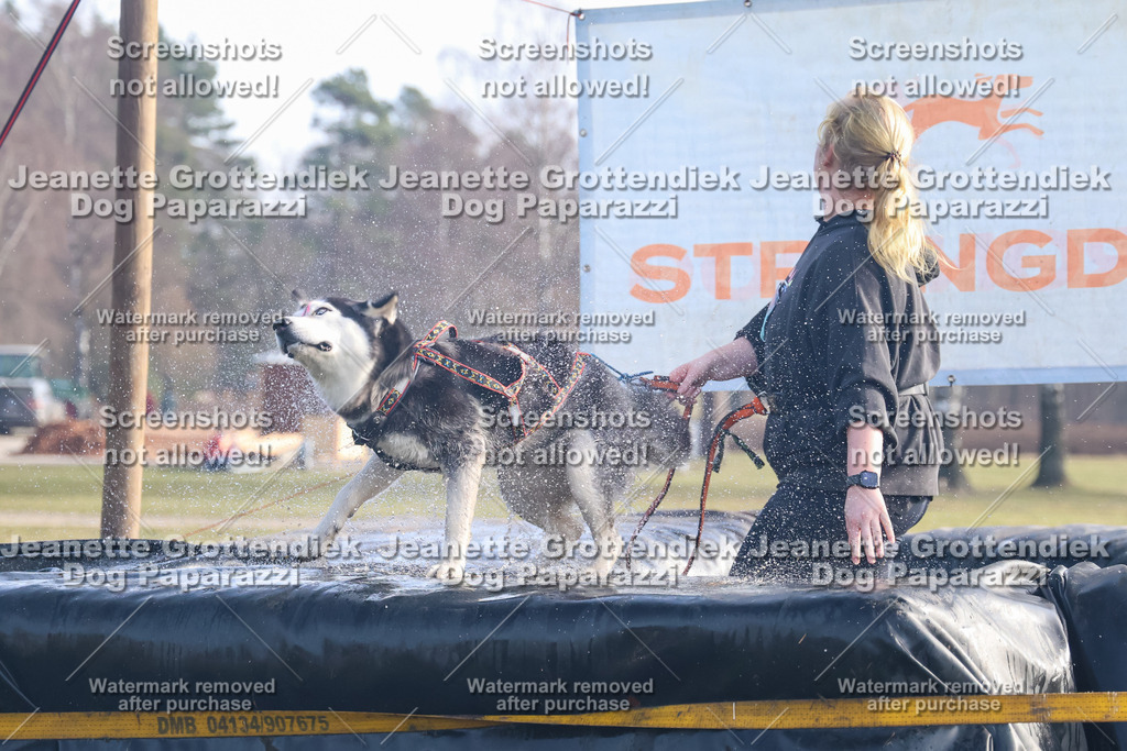 Dog Paparazzi - Strongdog North Mrz26-555 | Dog Paparazzi Jeanette Grottendiek Fotografie & Videografie - Realisiert mit Pictrs.com