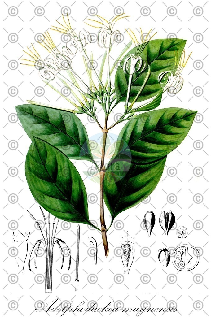 HistAbb_wfo-0001426611_1_ENZY_Simple | Historische Abbildung von Adolphoduckea maynensis - Rubiaceae | Historical Illustration of Adolphoduckea maynensis - Rubiaceae