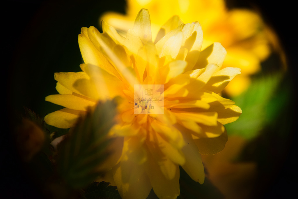 Makro - floral (34) | Buche Fotoshootings und entdecke hochwertige Fotoprodukte bei Mathias Ku Photos. Personalisiert, kreativ & mit Liebe zum Detail. Jetzt informieren! - Realisiert mit Pictrs.com