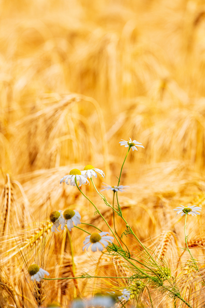 2022_06_30_KORNFELD_MCP0229 | Hochwertig gedruckte Fotografien für die Wand, als Kalender und zum Verschenken. Hamburg & Norddeutschland und überall wo ich mit der Kamera unterwegs war.