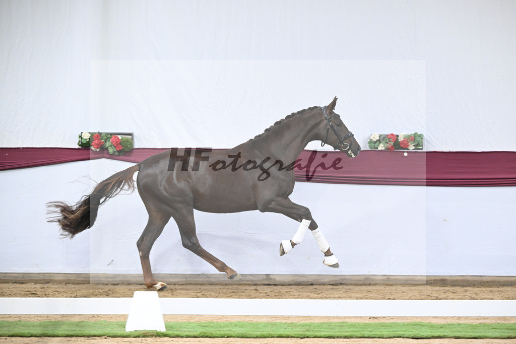 Kat-Nr. 108 Viva Gold x Floricello_Oliver Schmoee_47253470 | hf-fotografie - Realisiert mit Pictrs.com