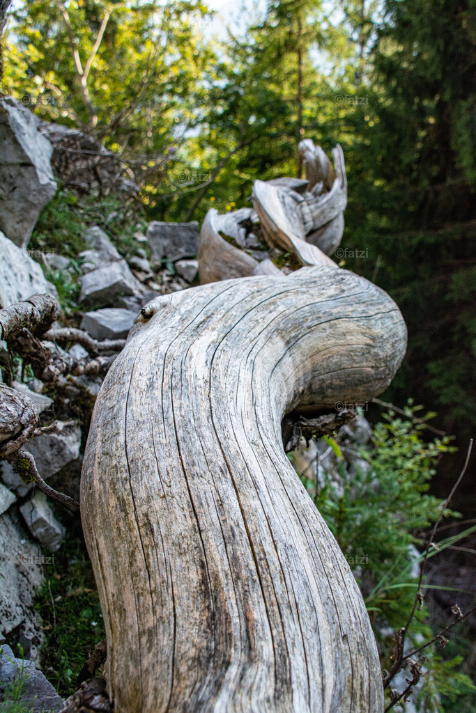Dobr Baumstamm Struktur Hochsitz_20200919-170223-k | Fatzi Bilder-Archiv! 
Die Bilder sind für private Nutzung lizenzfrei. Die kommerzielle Nutzung ist möglich und erwünscht, jedoch bitte ich um vorherige Kontaktaufnahme per E-Mail (info@fatzi.at) oder unter +43 650 7828269 - Realisiert mit Pictrs.com