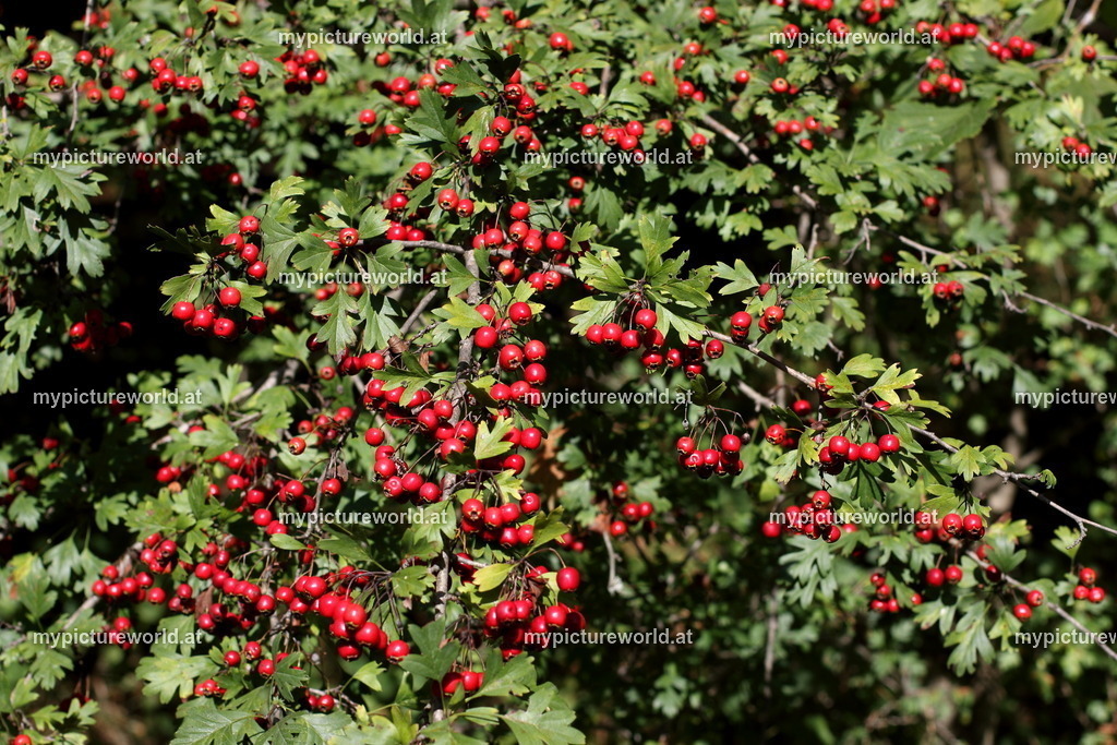 Eingriffeliger Weißdorn-002 | Das Bilderarchiv über Tiere, Planzen und Landschaften. In der Bilddatenbank finden Sie ein große Auswahl an hochwertigen Bilder für Ihre Werbung - Realisiert mit Pictrs.com