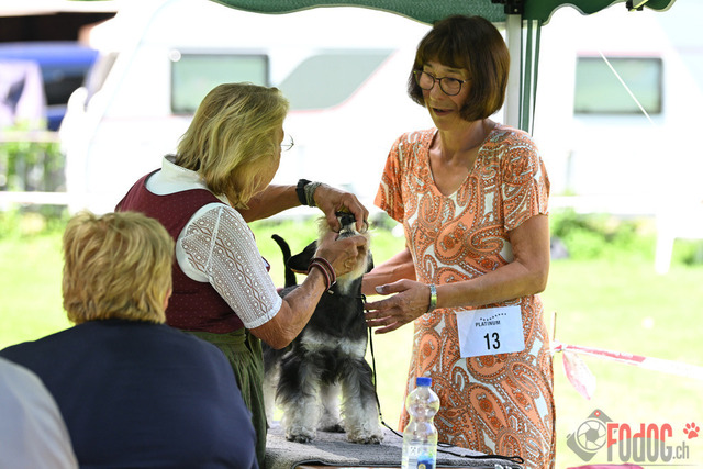 Ausstellung des Pinscher Schnauzer-Klub | Ausstellung des Pinscher-Schnauzer-Klub, OG München in Gröbenzell 29.07.2023 Foto: Leo Wyden