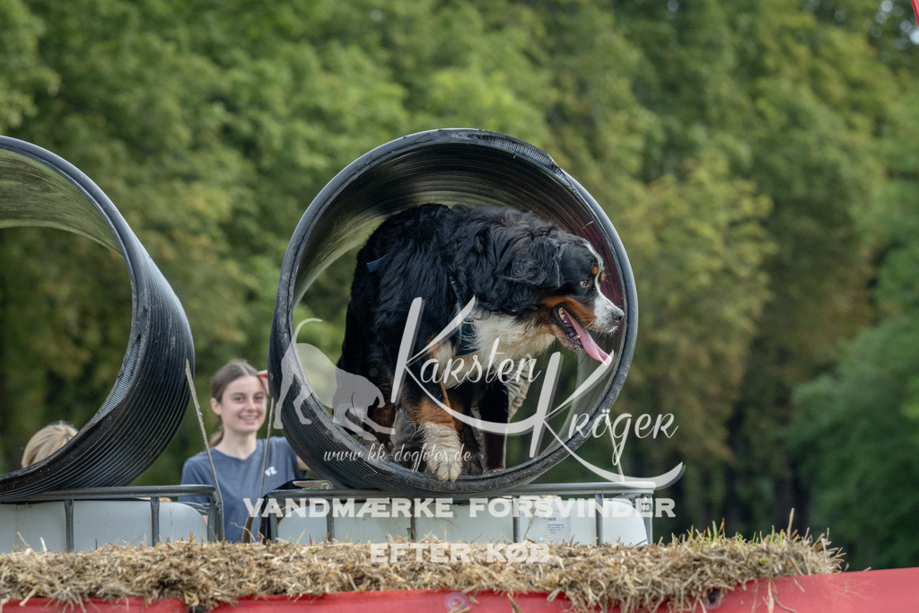 1042_ZZ92914 | kk-dogfotos