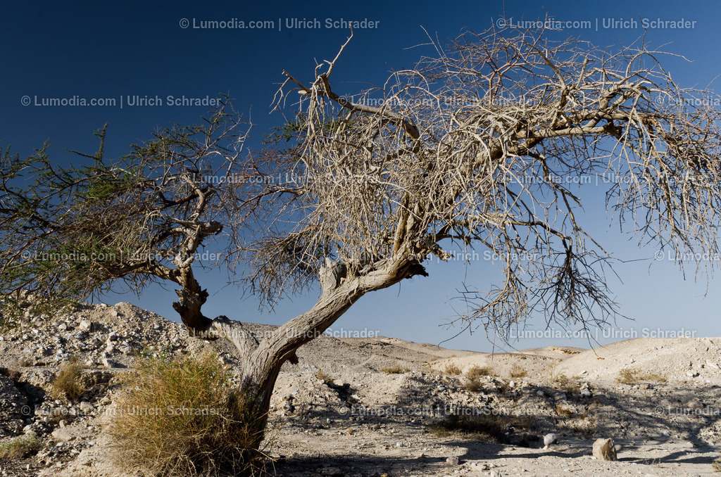 10972-10310 - Negev-Wüste _ Israel | max. Bildgröße A3 | 300dpi - Realisiert mit Pictrs.com