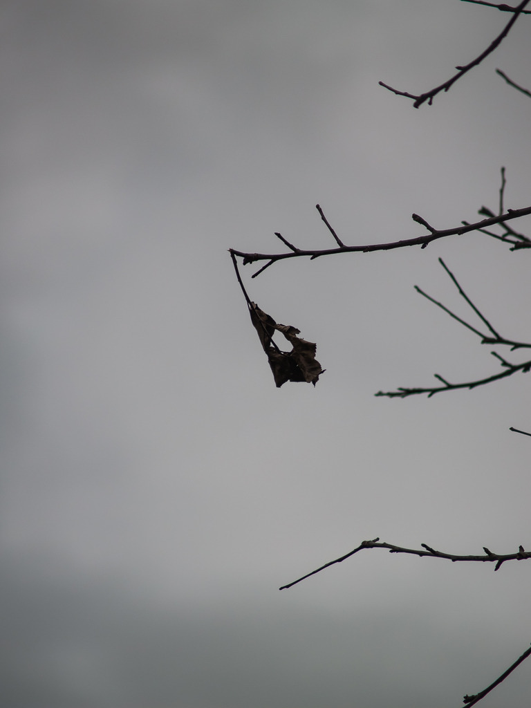 PSX_20230205_225051 | OLYMPUS DIGITAL CAMERA - Realisiert mit Pictrs.com