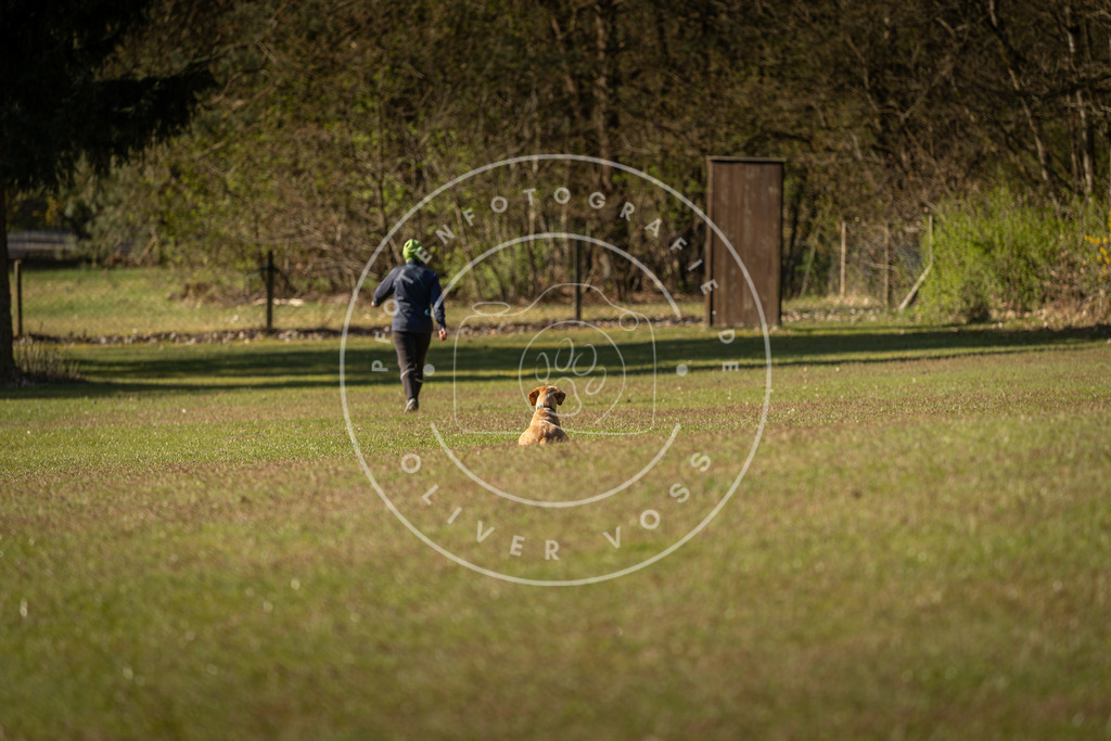 Pfotenfotografie_DV3A0110 | Hundefotografie, Tierfotograf, Pfotenfotografie, Fotoshooting Hund, Hunde Portrait, Hundesport, Hundeportraits, Heideshooting, Hunde, Sportfotograf, Hundefotograf, Turnierhundsport, THS,  - Realisiert mit Pictrs.com