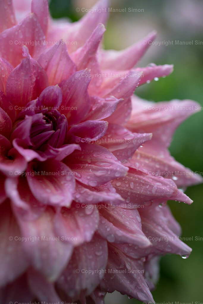 D6401428 | Bildwerk Manuel Simon - Realisiert mit Pictrs.com