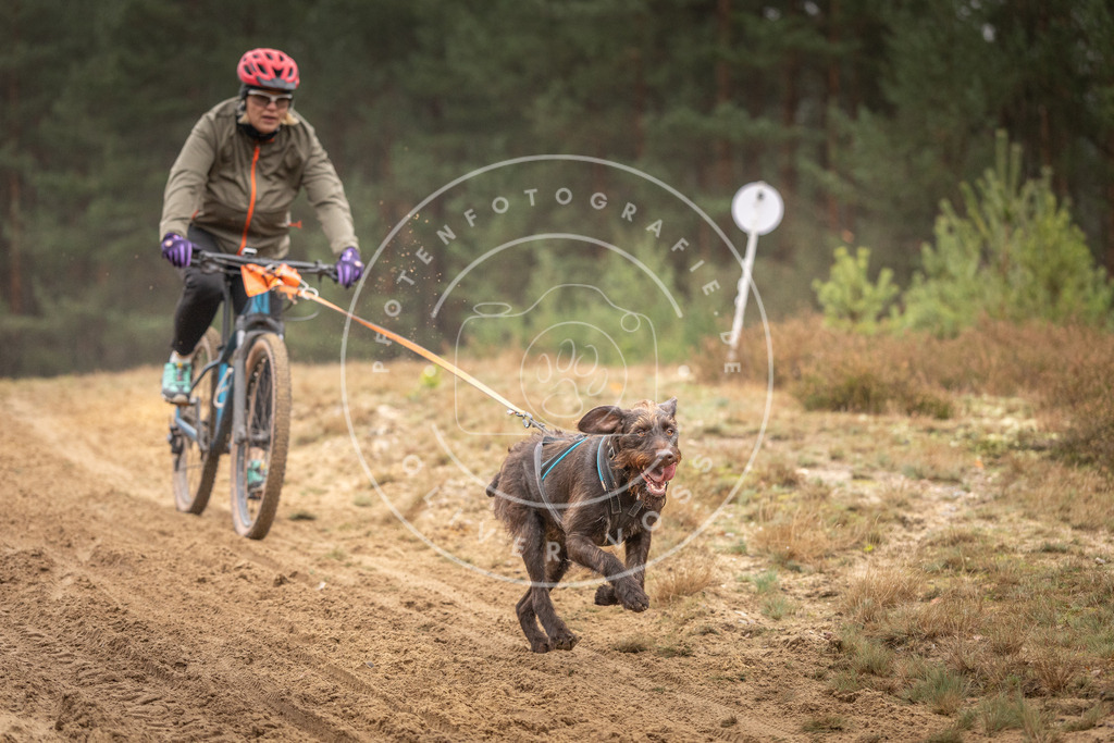 Pfotenfotografie_DV3A3620 | Hundefotografie, Tierfotograf, Pfotenfotografie, Fotoshooting Hund, Hunde Portrait, Hundesport, Hundeportraits, Heideshooting, Hunde, Sportfotograf, Hundefotograf, Turnierhundsport, THS,  - Realisiert mit Pictrs.com
