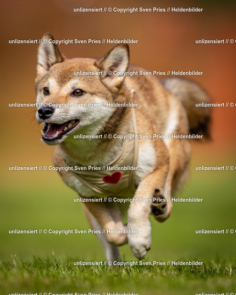 Sven Pries | 2024-09-22 - Hunderennen Baden-BadenPudelverein - Realisiert mit Pictrs.com