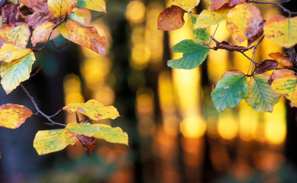 Buchenblätter im Herbst | Straden, Austria -  2009: Buchenblätter im herbstlichen Wald. - Realisiert mit Pictrs.com