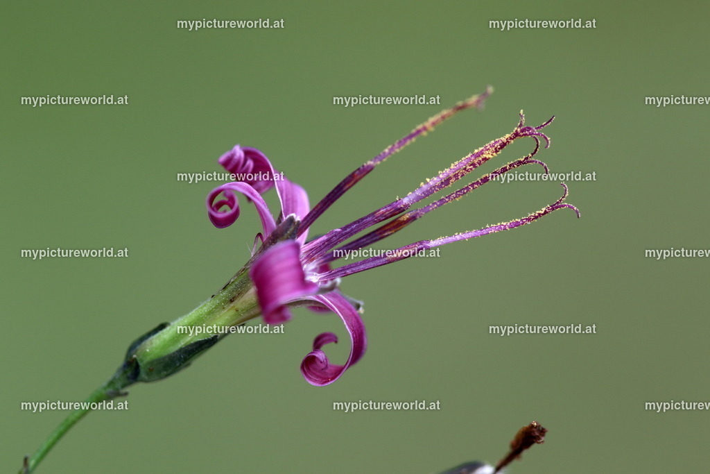 Hasenlattich-002 | Das Bilderarchiv über Tiere, Planzen und Landschaften. In der Bilddatenbank finden Sie ein große Auswahl an hochwertigen Bilder für Ihre Werbung - Realisiert mit Pictrs.com