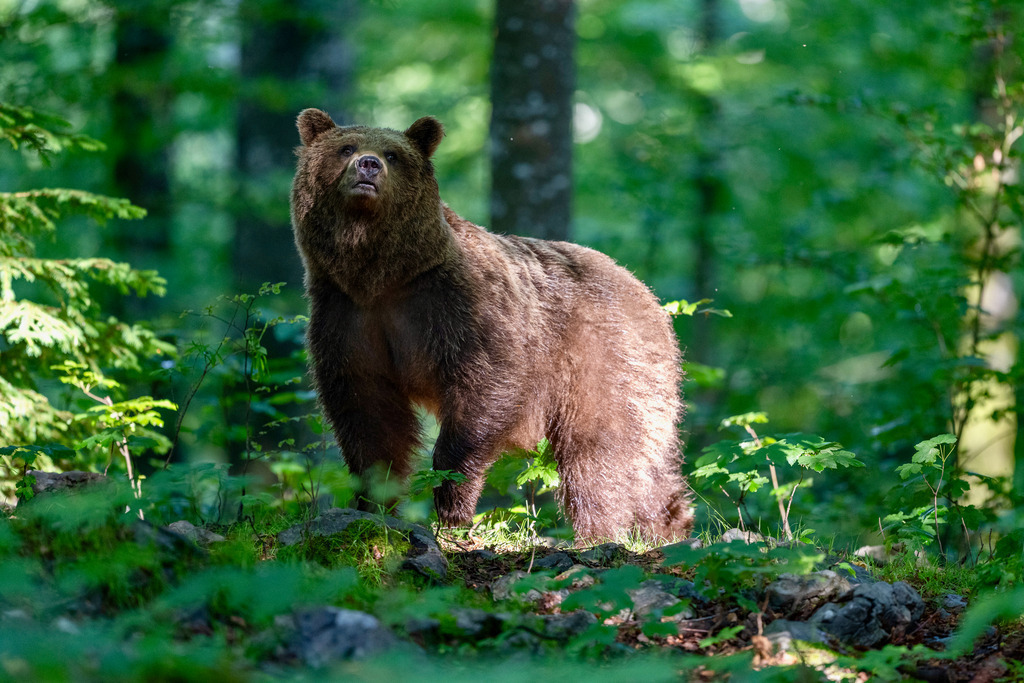_DSC3186 | Ich fotografiere aus Leidenschaft auf meinen Reisen und im Rhein- / Ruhrgebiet , Landschaften, Tiere und Porträts. 

Kaufen Sie die Bilder (u.a. Venedig, Südtirol, Galapagos, Düsseldorf, Indien, Blumen etc.) in einer geschützten Galerie bequem online. - Realisiert mit Pictrs.com