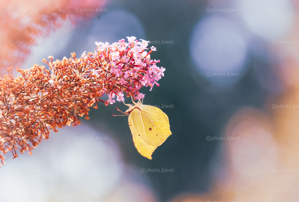 IMGC9426 | photobiest - Realisiert mit Pictrs.com