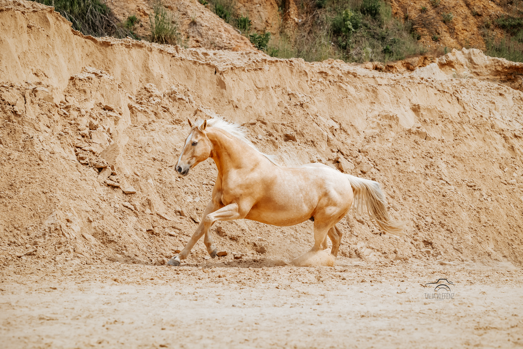 1B1A7456 | Emotionale Pferde- & People-Fotografie rund um Heidelberg, Leimen & Umgebung. Natürliche Fotos von Pferd, Mensch & Familie. Jetzt Termin sichern!