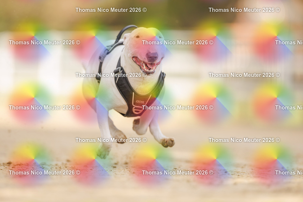 Thomas_Nico_Meuter(C)_03. Oktober 2026_223A7219 | Bild von Thomas Nico Meuter - Realisiert mit Pictrs.com