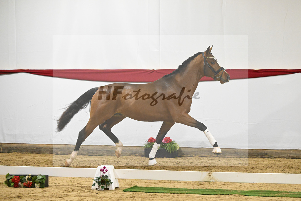 Kat-Nr. 62 v. DSP Topas_Schepper_63221864 | hf-fotografie - Realizzato con Pictrs.com