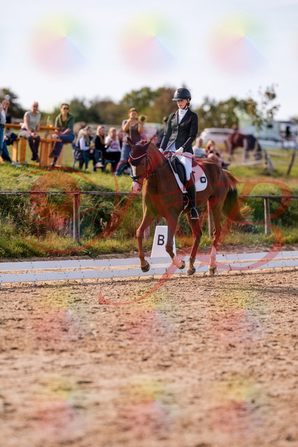 2026_10_03_Siefer-Hof_133123_Z81_85050646 | Professionelle Reitsport-, Turnier- und Eventfotografie von Robert Broda. Galerien mit ausgewählten und bearbeiteten Bildern direkt online ansehen und bestellen.