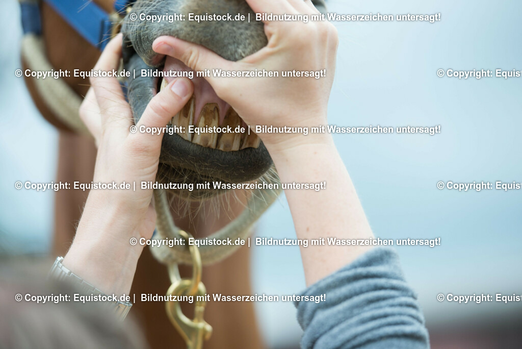 20180516_Vitalfunktionen_Pferd_0025 | equistock
