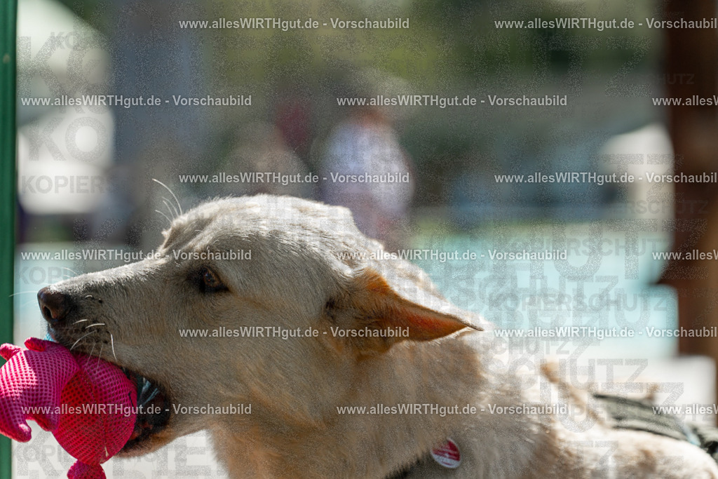 Hundeschwimmen_Volksbad_2026-allesWIRTHgut_Tierfotografie-2609061335-7R500841 | Professionelle Tierfotografie in Mönchengladbach von Daniel Wirth (allesWIRTHgut). Liebevolle & natürliche Bilder von Hunden & Katzen für unvergessliche Erinnerungen.
