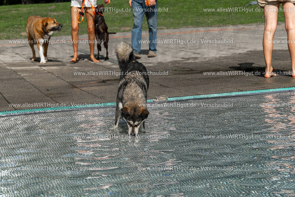Hundeschwimmen_Volksbad_2026-allesWIRTHgut_Tierfotografie-2609061457-FAY07019 | Professionelle Tierfotografie in Mönchengladbach von Daniel Wirth (allesWIRTHgut). Liebevolle & natürliche Bilder von Hunden & Katzen für unvergessliche Erinnerungen.