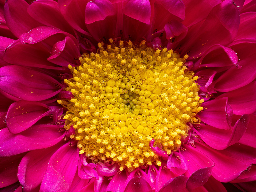 Summer aster Crimson and Yellow | Fotos in hoher Qualität, extrem scharf, viele schöne Details mit leuchtenden Farben. Blütenbilder für Zuhause, Praxis, Kanzlei oder Büro. Aufnahmen in Low Key, nahezu monochrom. Hochwertige Materialien: Alu Dibond, Hahnenmühle, Forex, Fotodrucke. - Realizzato con Pictrs.com