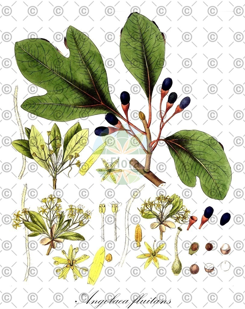 HistAbb_wfo-0000536542_307_ENZY_Simple | Historische Abbildung von Angolaea fluitans - Podostemaceae | Historical Illustration of Angolaea fluitans - Podostemaceae