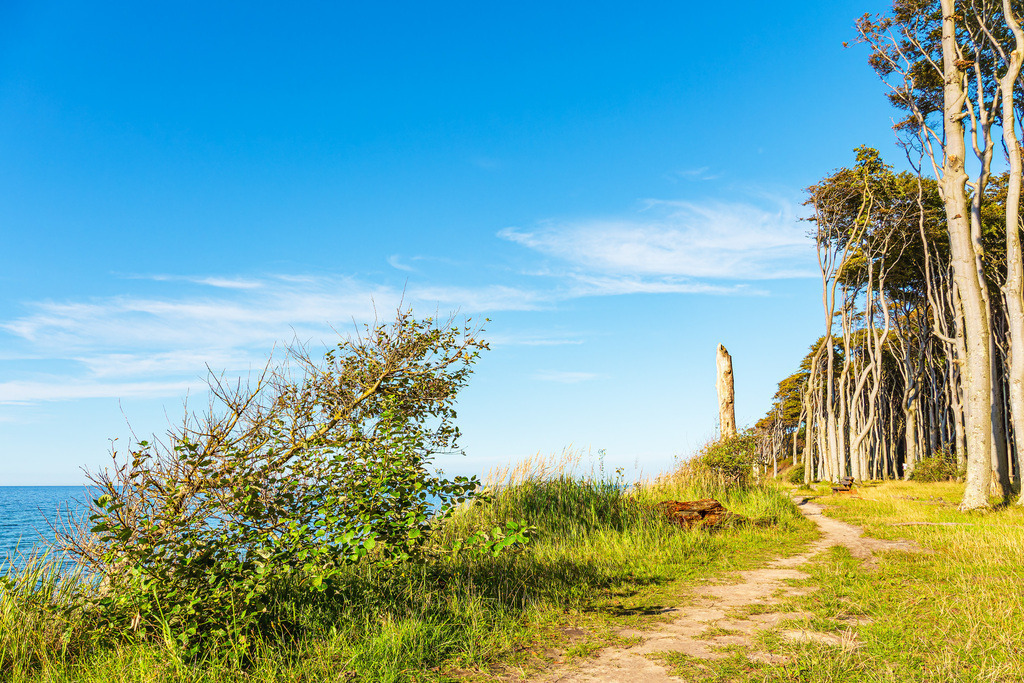 Küstenwald an der Ostsee bei Nienhagen | Küstenwald an der Ostsee bei Nienhagen.