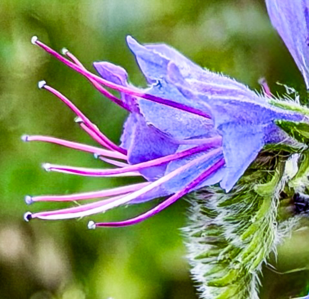 Blue Viper’s Bugloss Macro Close-Up | Detailed macro close-up of a blooming blue viper’s bugloss flower with delicate purple stamens and soft botanical textures. - Realisiert mit Pictrs.com
