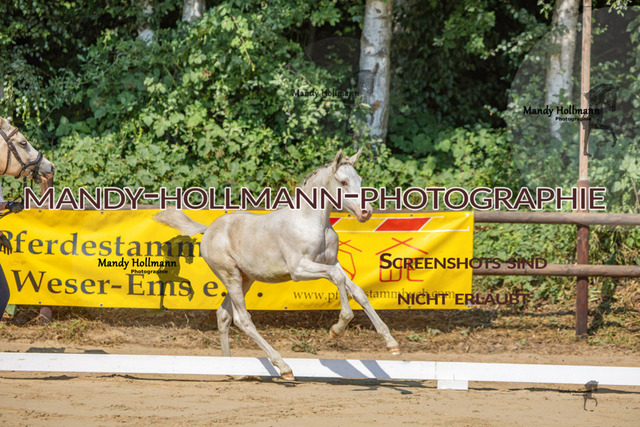 Ganderkesee-286 | mandyhollmannphotographie