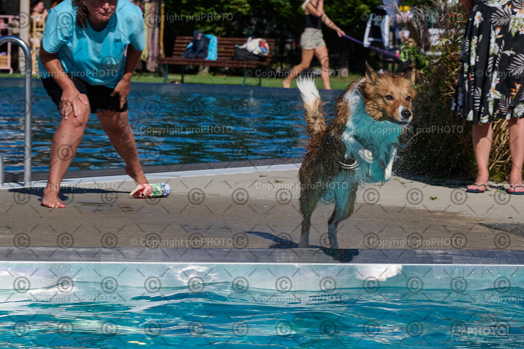 234_202509_4Hundebadetag_NZ9_2924 | proPHOTO - Realisiert mit Pictrs.com