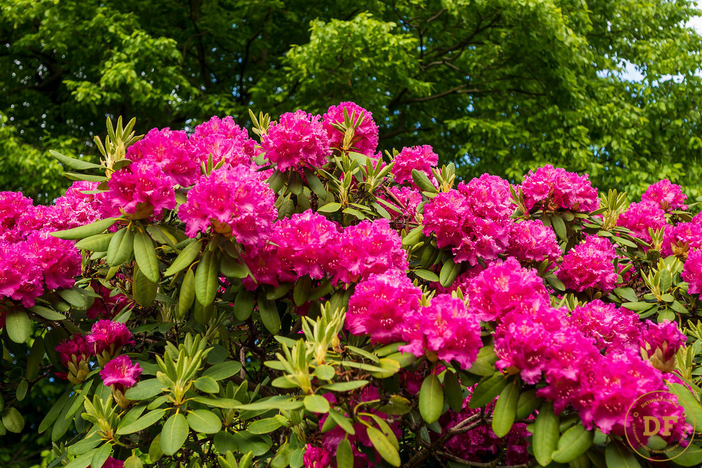 20250511-_1DS0544 | Geschenke, Wandbilder und Accessoires mit Motiven aus Dresden und anderen schönen Orten zur Verschönerung Deines zu Hauses und zum verschenken gewünscht? Wähle Deine Lieblingsbild auf dem Produkt Deiner Wahl. 