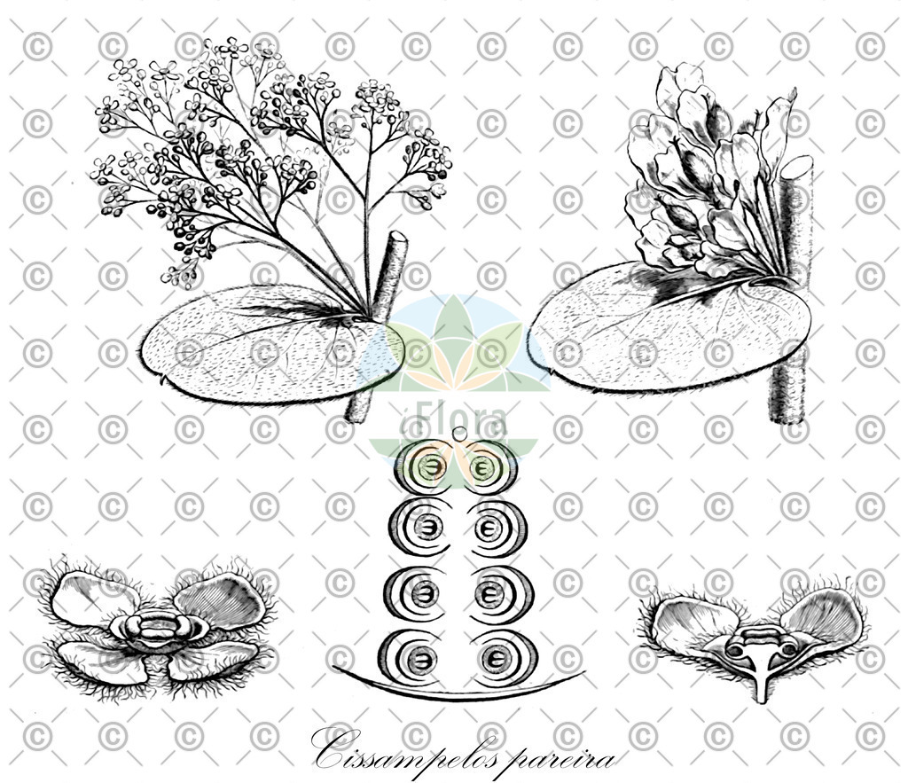 HistAbb_wfo-0000605874_2_ENZY_Simple | Historische Abbildung von Cissampelos pareira - Menispermaceae | Historical Illustration of Cissampelos pareira - Menispermaceae