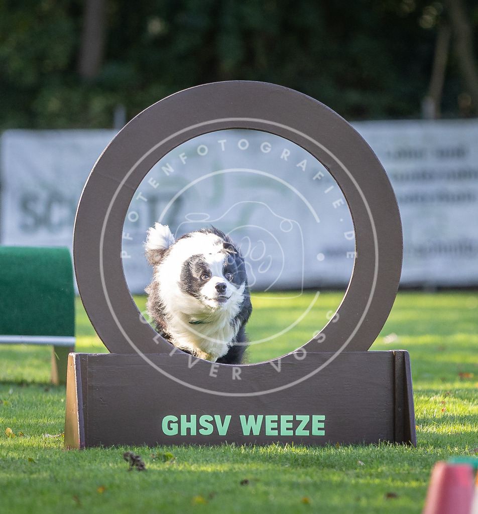 Pfotenfotografie.de_DV3A3685 | Hundefotografie, Tierfotograf, Pfotenfotografie, Fotoshooting Hund, Hunde Portrait, Hundesport, Hundeportraits, Heideshooting, Hunde, Sportfotograf, Hundefotograf, Turnierhundsport, THS, canicross - Realisiert mit Pictrs.com