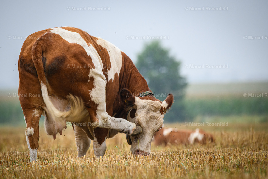 _DSC2707 | foto-rosenfeld